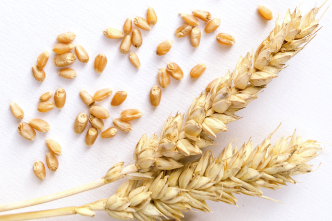 Wheat_AdobeStock_102018277_E.png