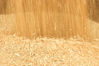 wheat_©DENISPRODUCTION.COM - STOCK.ADOBE.COM_e.png